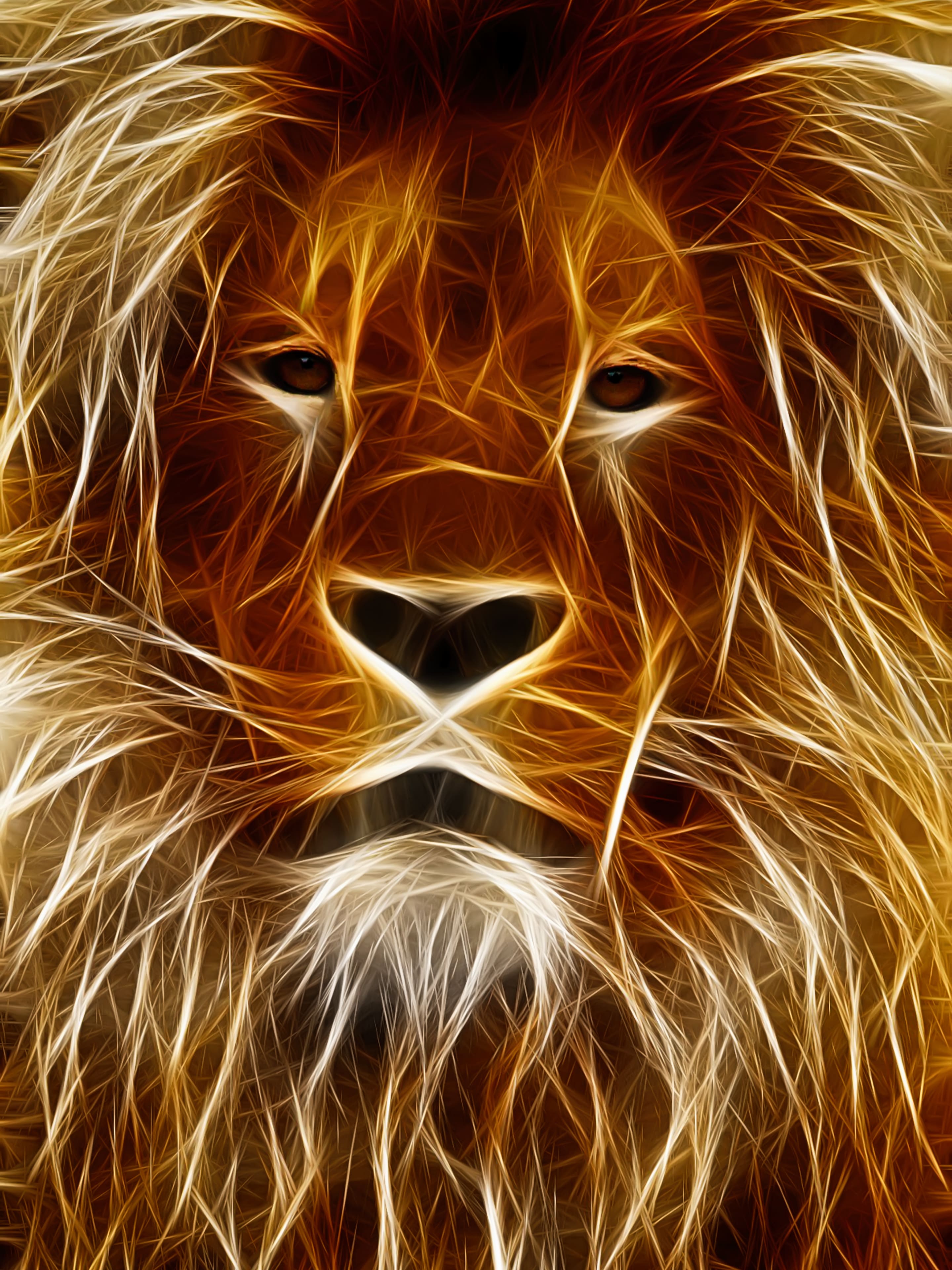 Lion Drawing Wallpaper Wallery