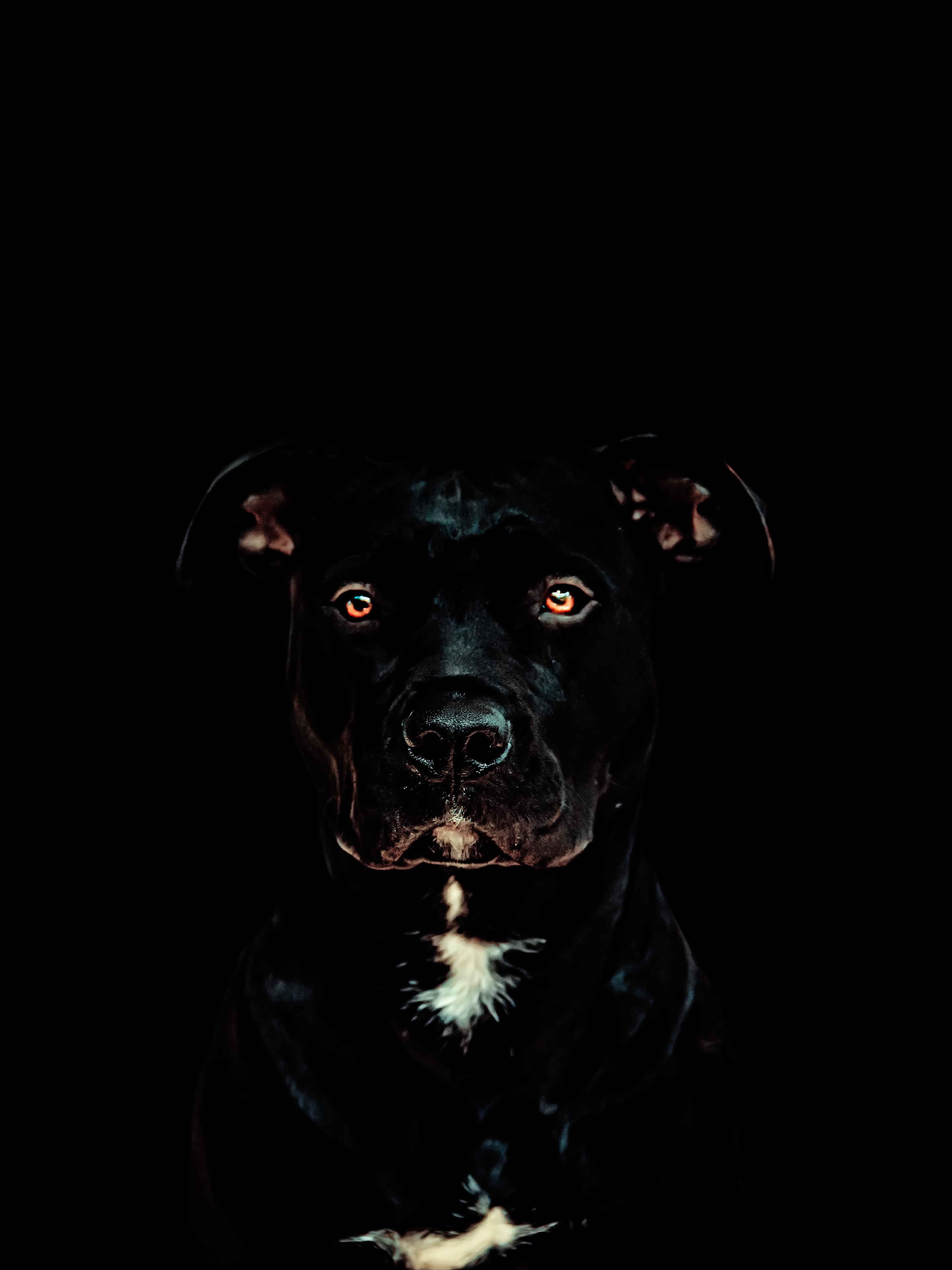 ▷ Black Pitbull wallpaper 📱 | Wallery