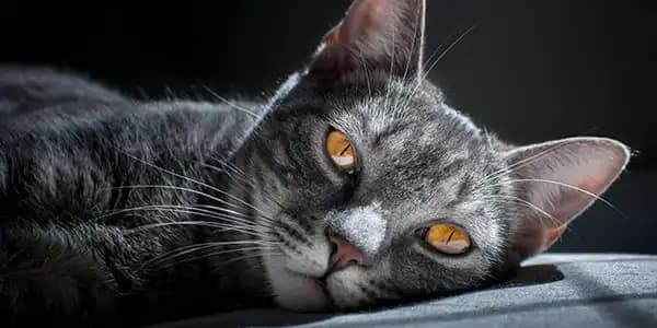 Katter