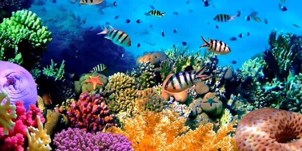Oceanic