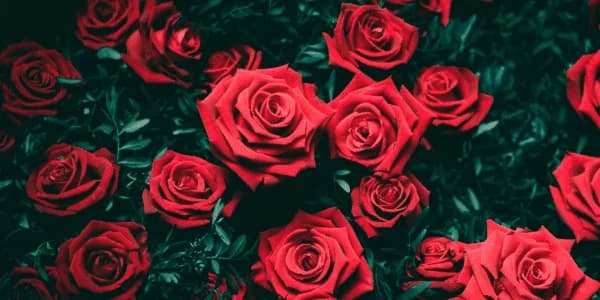 Växter & Blommor