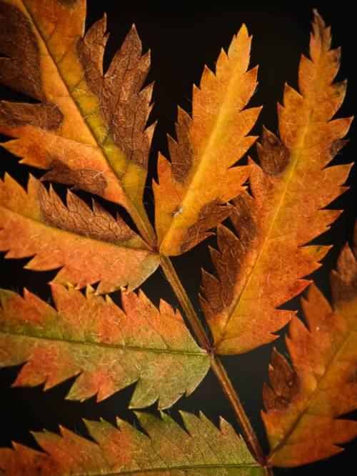 Autumn leaf wallpaper for mobiles and tablets