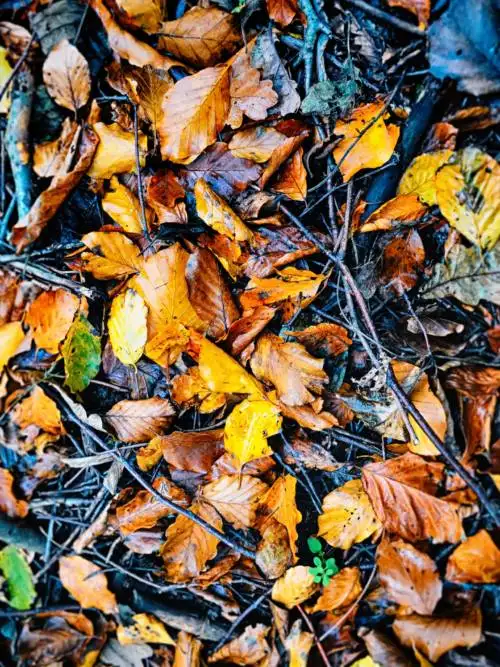 Autumn leaves wallpaper