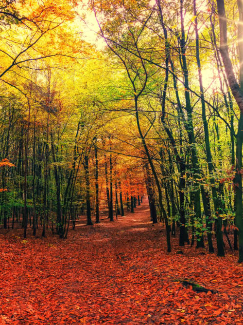 Autumnal road wallpaper for mobiles and tablets