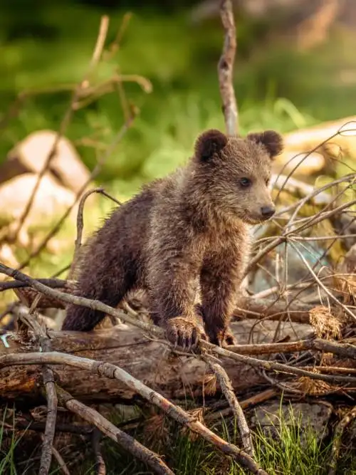 Bear cub wallpaper
