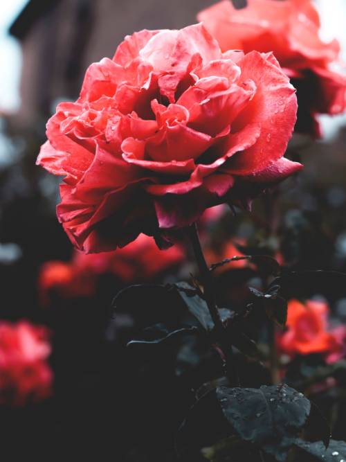 Beautiful rose wallpaper for mobiles and tablets