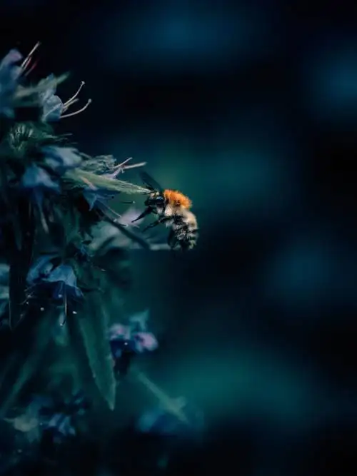 Bee on a flower wallpaper