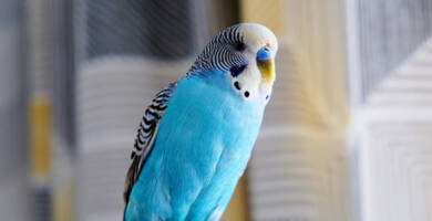 Bird wallpapers