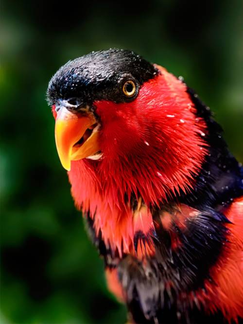 Black-capped lory wallpaper for mobiles and tablets