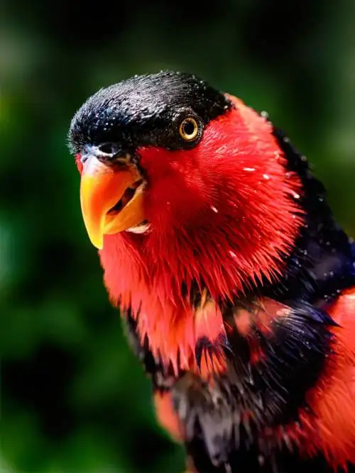 Black-capped lory wallpaper