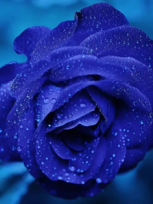 ▷ Blue rose wallpaper 📱 | Wallery