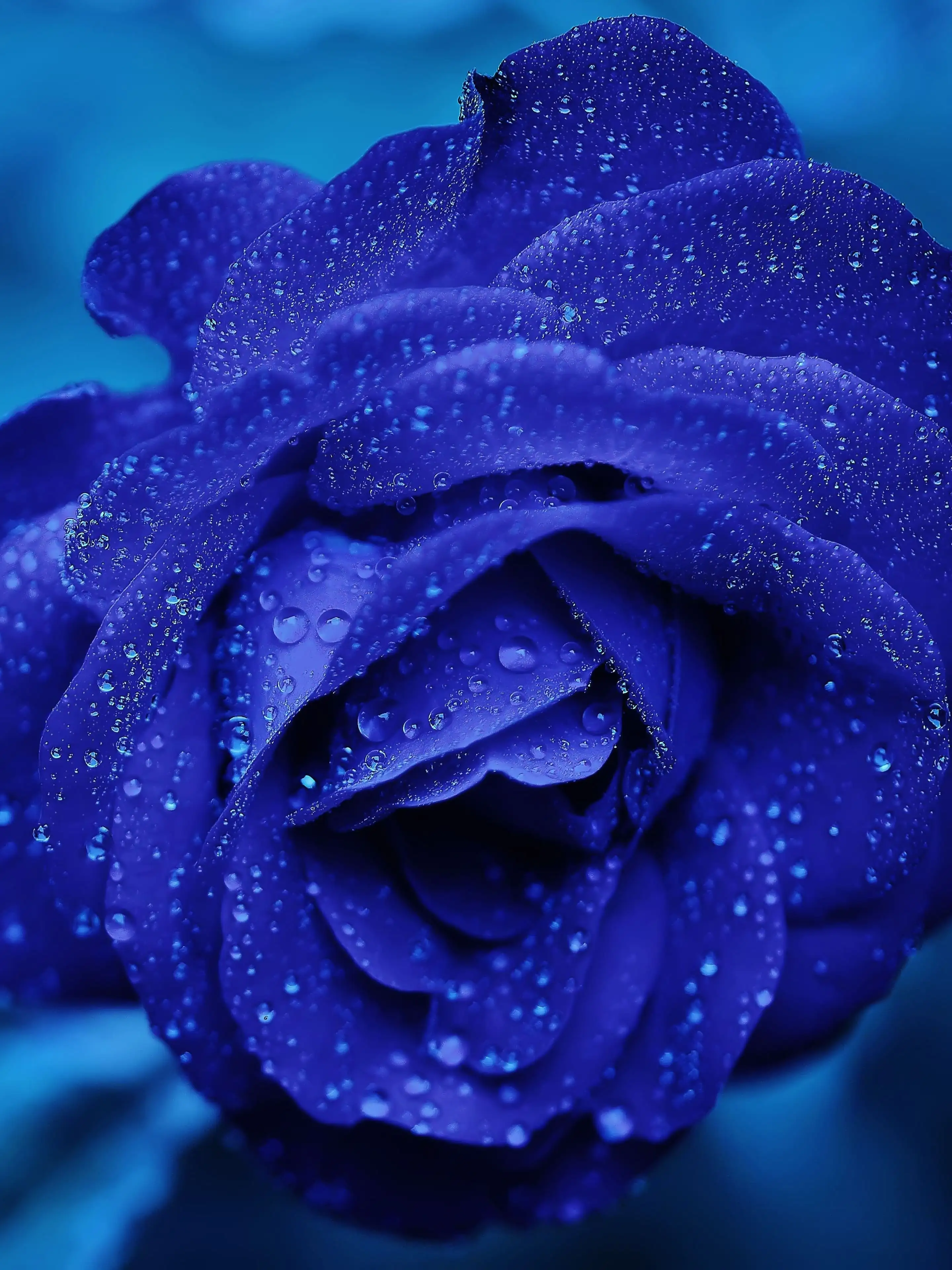 blue rose backgrounds