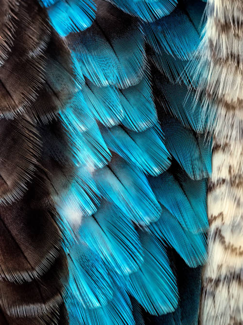 Blauflügelige Kookaburra-Federn Wallpaper für Handys und Tablets