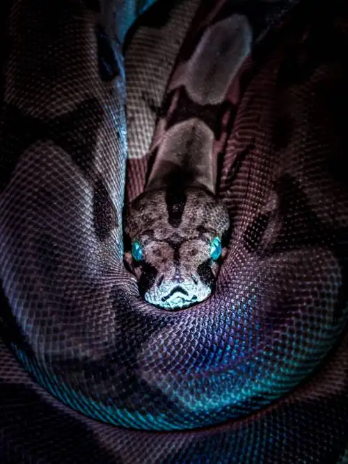 Boa constrictor wallpaper