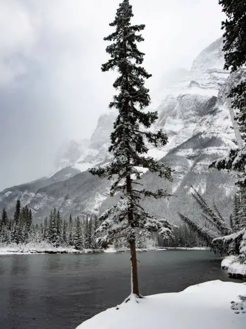 Bow River in Banff wallpaper