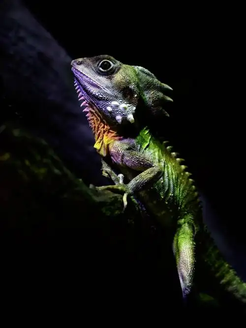 Boyd’s forest dragon wallpaper
