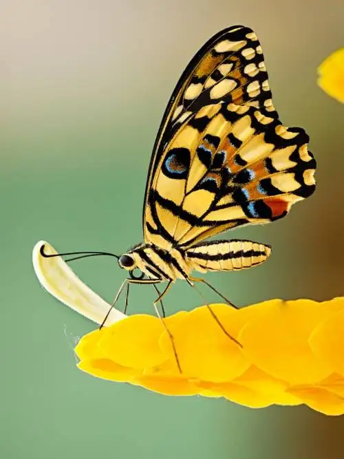 Butterfly on yellow flowers wallpaper
