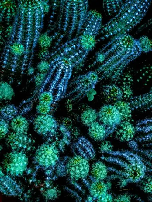Cactus wallpaper