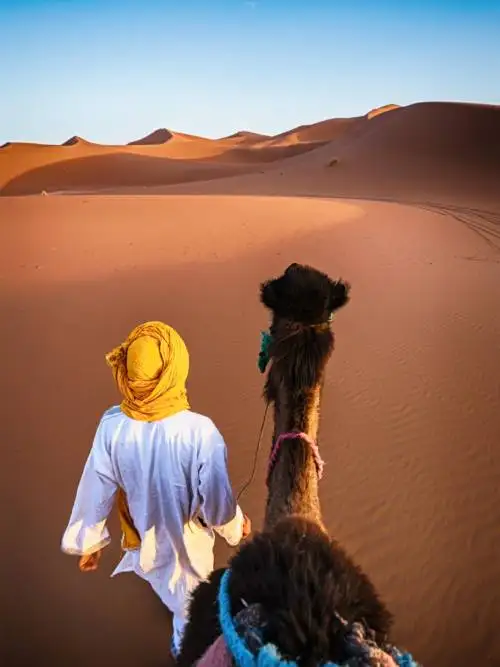 Camel in the Sahara desert wallpaper