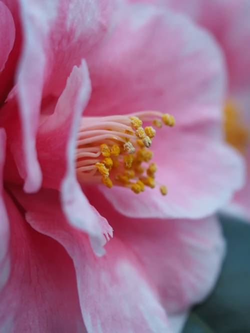 Camellia flower wallpaper for mobiles and tablets