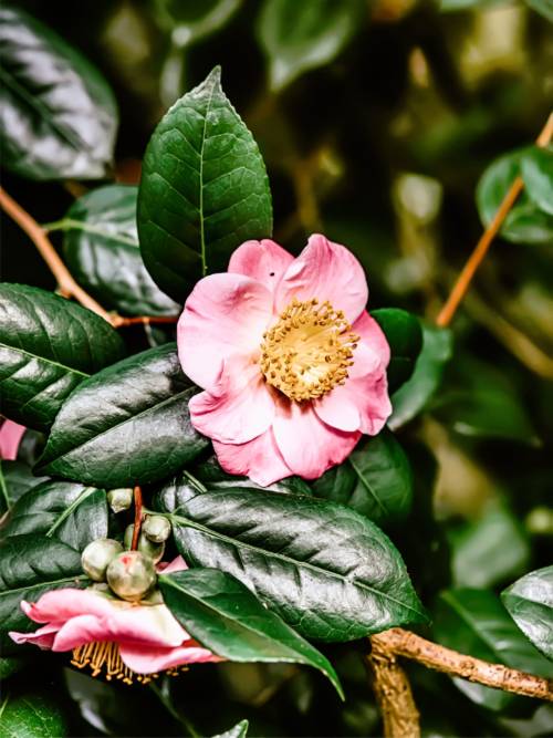 Camellia sasanqua wallpaper for mobiles and tablets