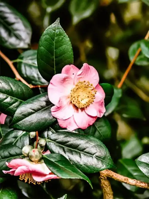 Camellia sasanqua wallpaper