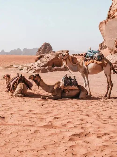 Camels in Wadi Rum wallpaper