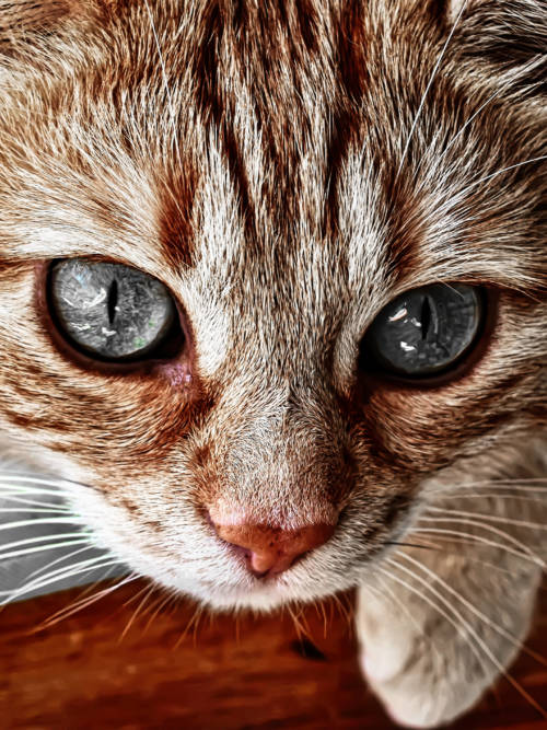 Cat close-up wallpaper for mobiles and tablets