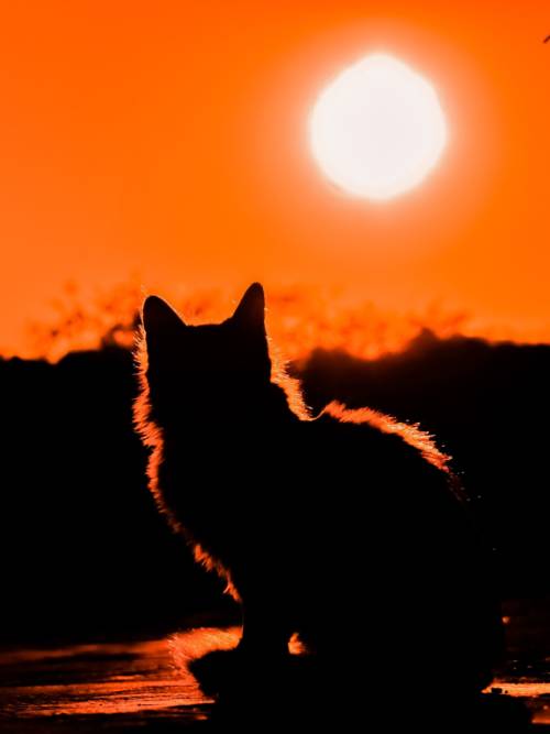 Cat in sunset wallpaper for mobiles and tablets