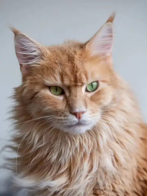 Cat posing wallpaper