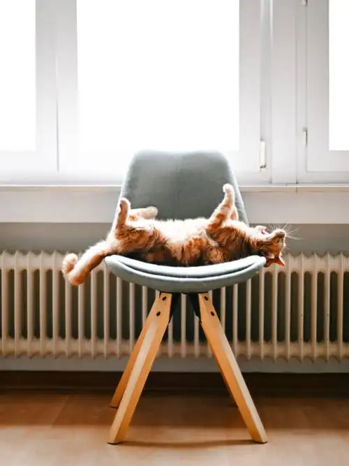 Cat stretching wallpaper