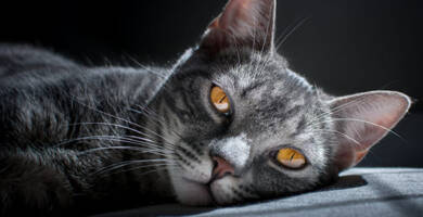 Cat wallpapers