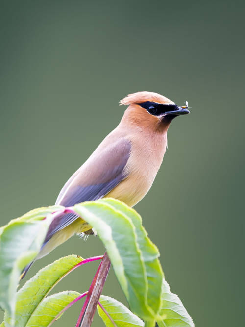 Cedar waxwing wallpaper for mobiles and tablets