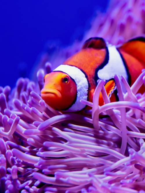 Clownfish wallpaper for mobiles and tablets