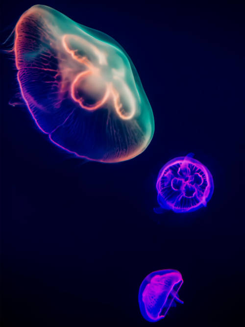 Colored jellyfish wallpaper for mobiles and tablets