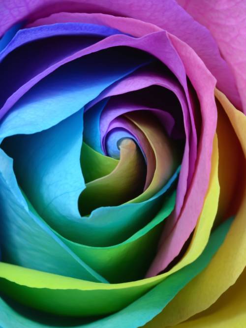 Colorful rose wallpaper for mobiles and tablets