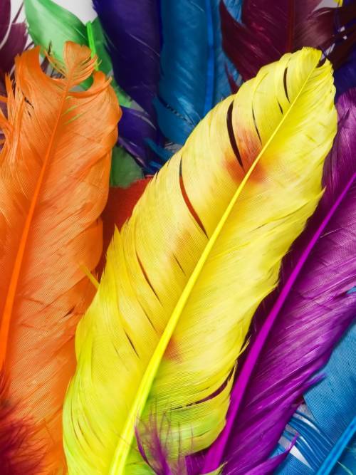 Colourful feathers wallpaper for mobiles and tablets