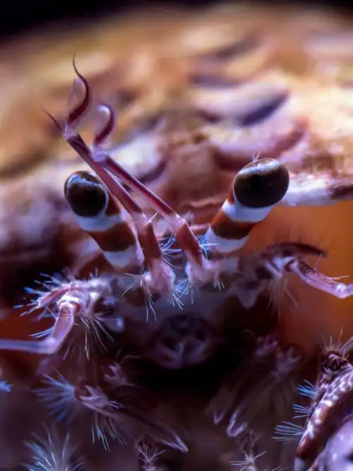 Crab close-up wallpaper