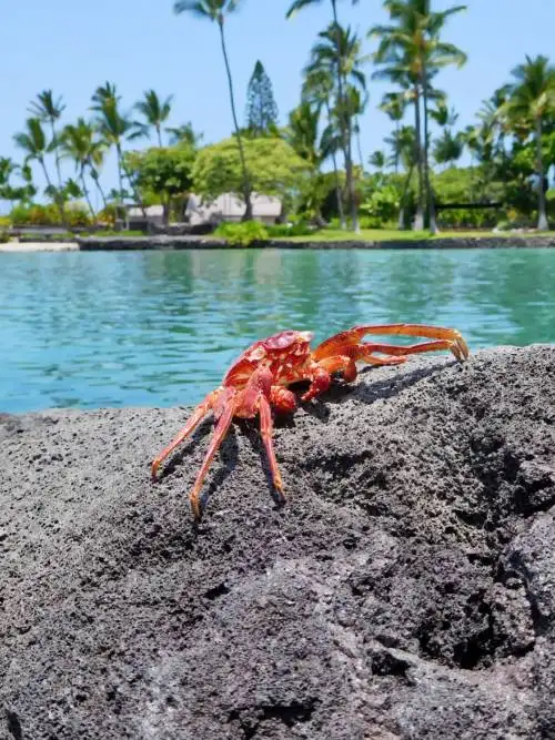 Crab on the rocks wallpaper