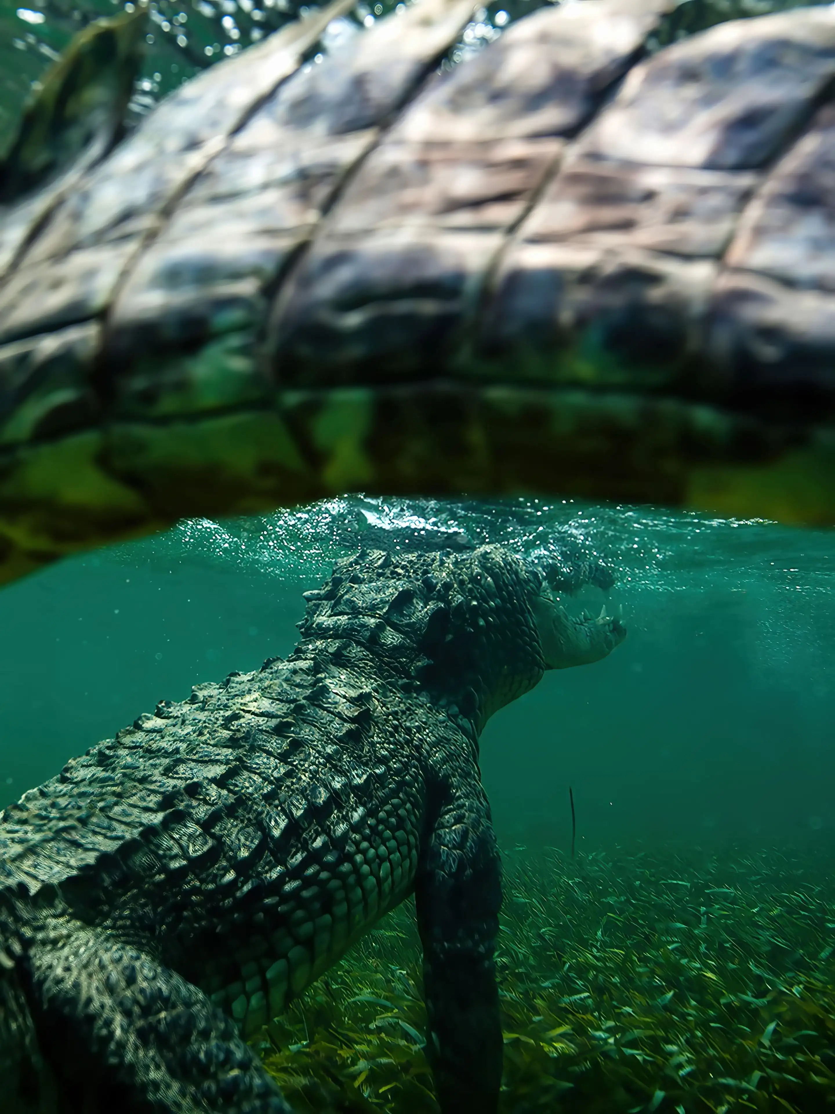 Crocodile Water Images - Free Download on Freepik