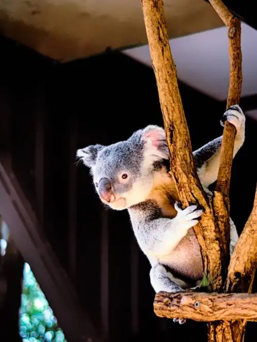Cute koala climbing a tree wallpaper