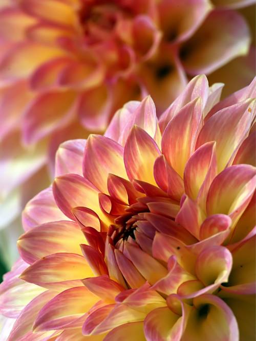 Dahlia flowers macro wallpaper for mobiles and tablets