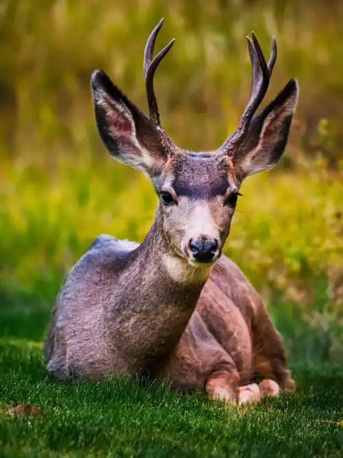 Deer in Ken Caryl wallpaper