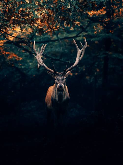 Deer in the Teutoburg Forest wallpaper for mobiles and tablets