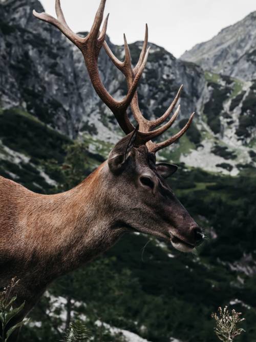 Deer on the mountain wallpaper for mobiles and tablets