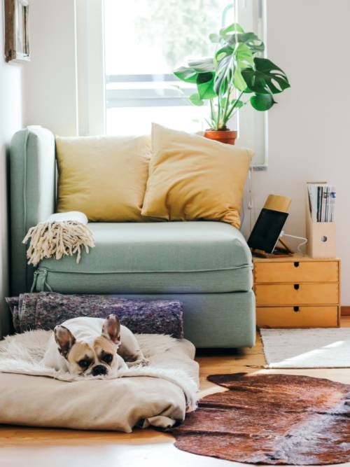 Hund im Wohnzimmer Wallpaper für Handys und Tablets