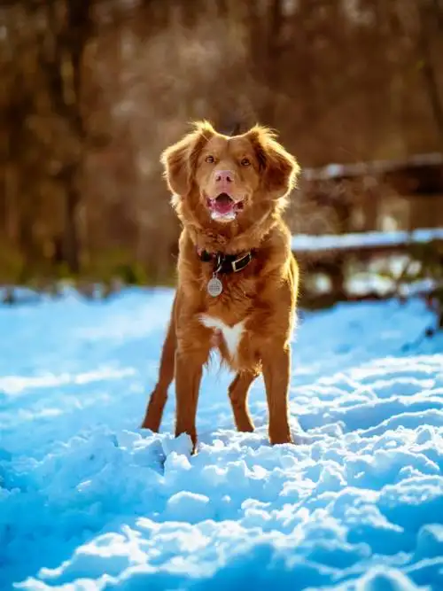 Dog in the snow wallpaper