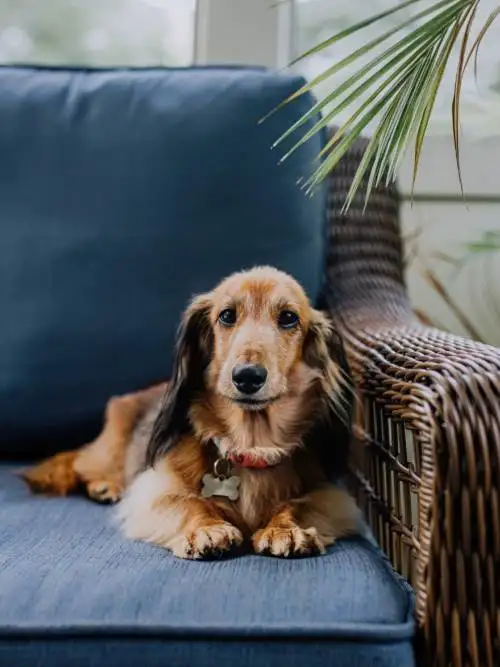Dog on the couch wallpaper