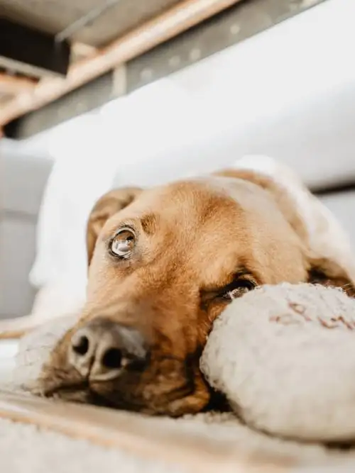 Dog watching wallpaper