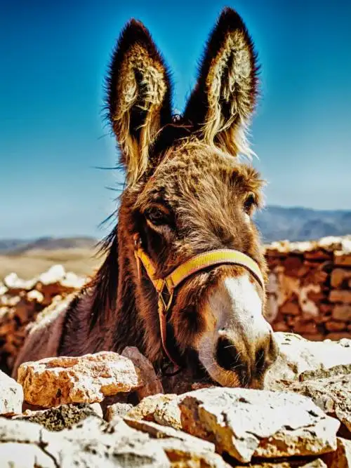Donkey in Tiscamanita wallpaper